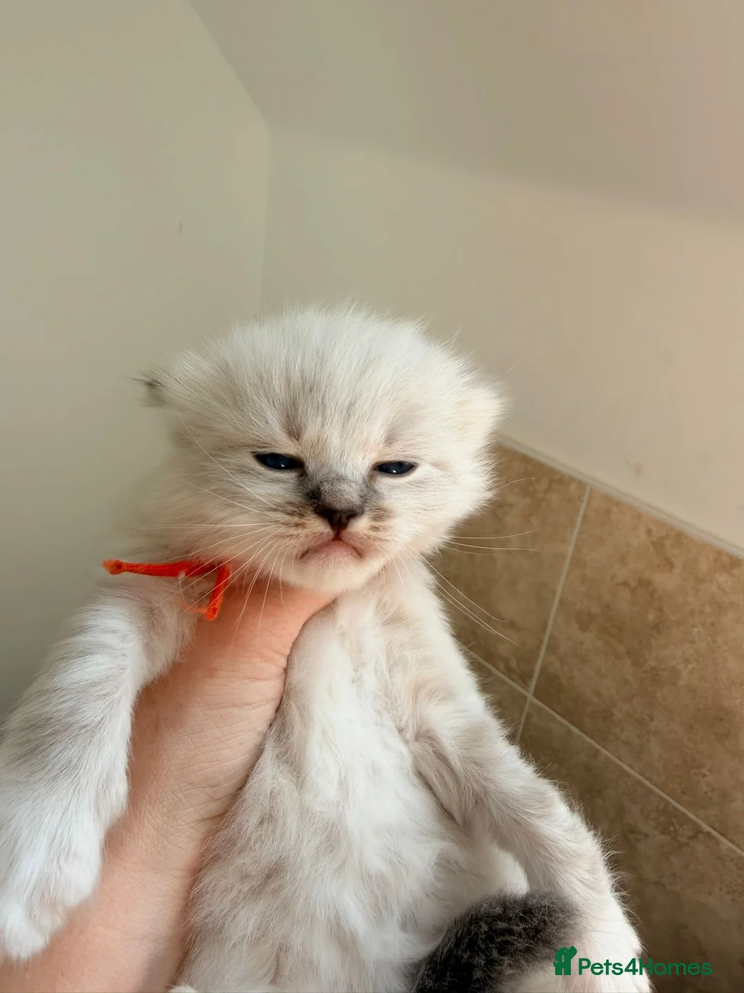 Ragdoll cats for sale: Huge ragdoll kittens looking for a  home  - Advert 5