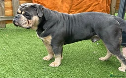 Dorset Olde Tyme Bulldogge dogs for stud: Proven LH fluffy carrier in Portsmouth - Image 2