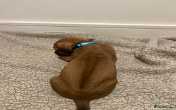 Rhodesian Ridgeback dogs for sale: Pedigree Ridgeback Puppies - READY FOR VIEWING in Scunthorpe - Image 33