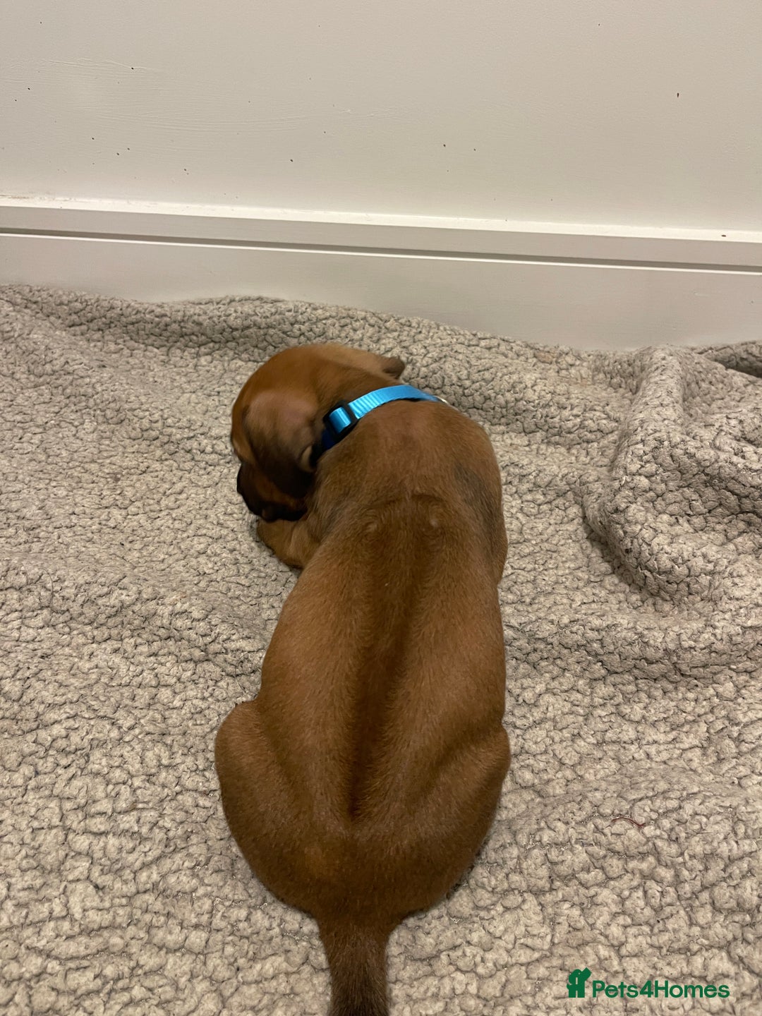 Rhodesian Ridgeback dogs for sale: Pedigree Ridgeback Puppies - READY FOR VIEWING in Scunthorpe - Image 33