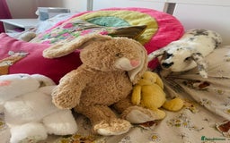 French Lop rabbits for sale: Rabbit and - Image 6
