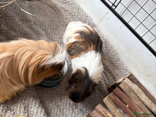 Guinea Pig rodents 2 Male Guinea Pigs - Advert 18