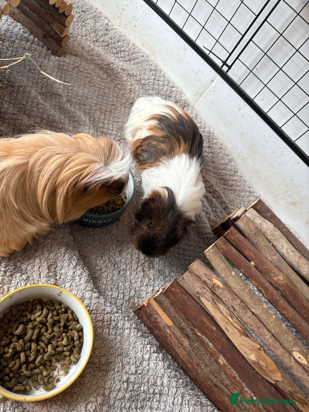 Guinea Pig rodents for sale: 2 Male Guinea Pigs  - Advert 1