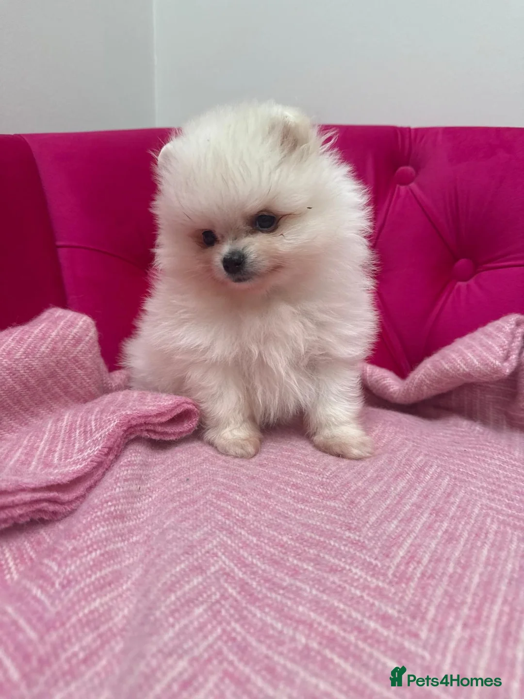 Pomeranian dogs for stud: Pierre stunning white TINY teddy Pom STUD ONLY in Romford - Advert 16