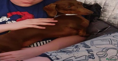 Miniature Dachshund dogs in Manchester - Advert 10