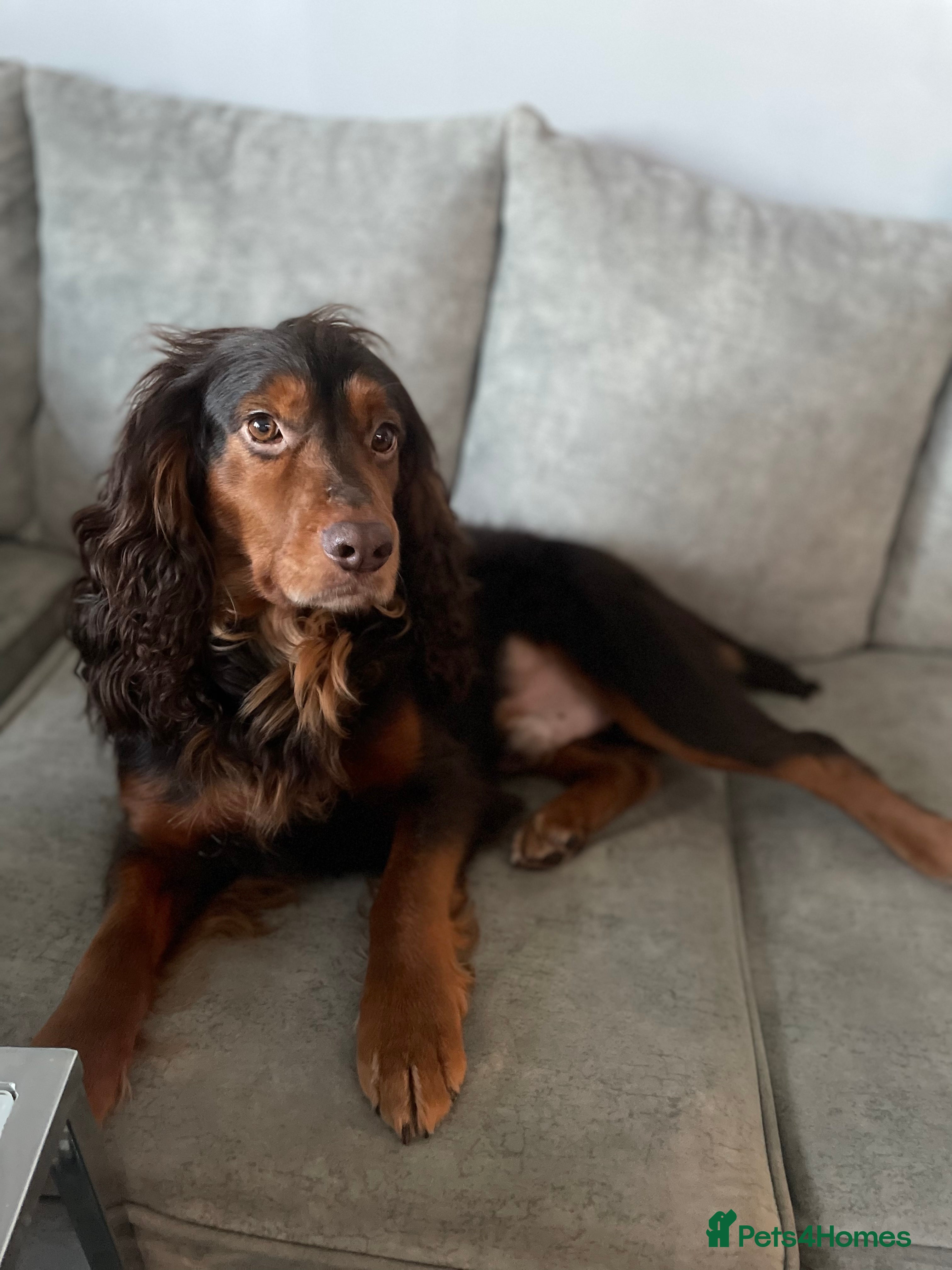 Pug dogs FOR STUD - PROVEN- KC REG in Wigan - Advert 5