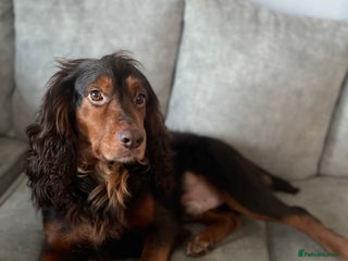 Pug dogs for stud: FOR STUD - PROVEN- KC REG in Wigan - Advert 1