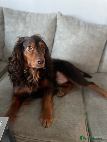 Pug dogs FOR STUD - PROVEN- KC REG in Wigan - Advert 1