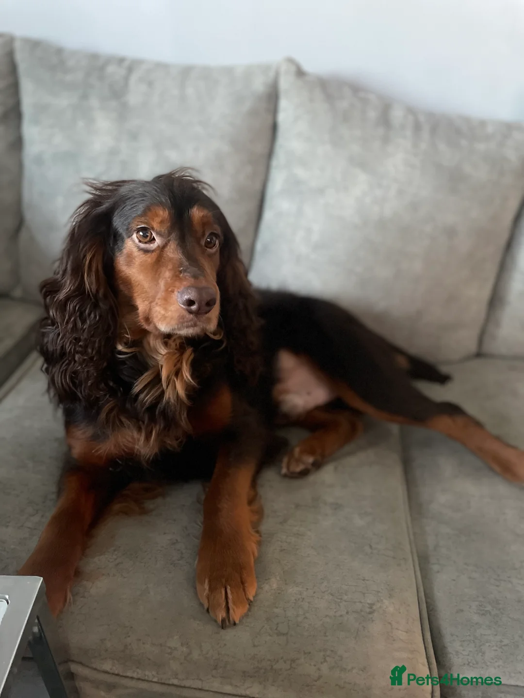 Pug dogs for stud: FOR STUD - PROVEN- KC REG in Wigan - Advert 1