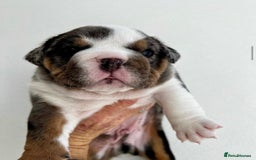 English Bulldog dogs for sale: Beautiful English bulldog puppies  - Advert 3