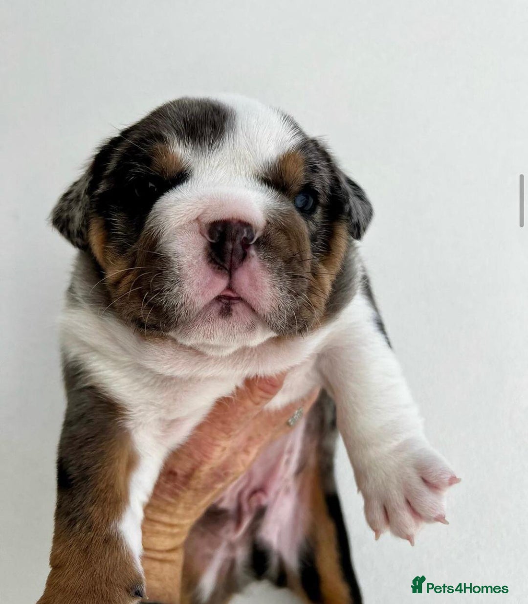 English Bulldog dogs for sale: Beautiful English bulldog puppies  - Advert 3