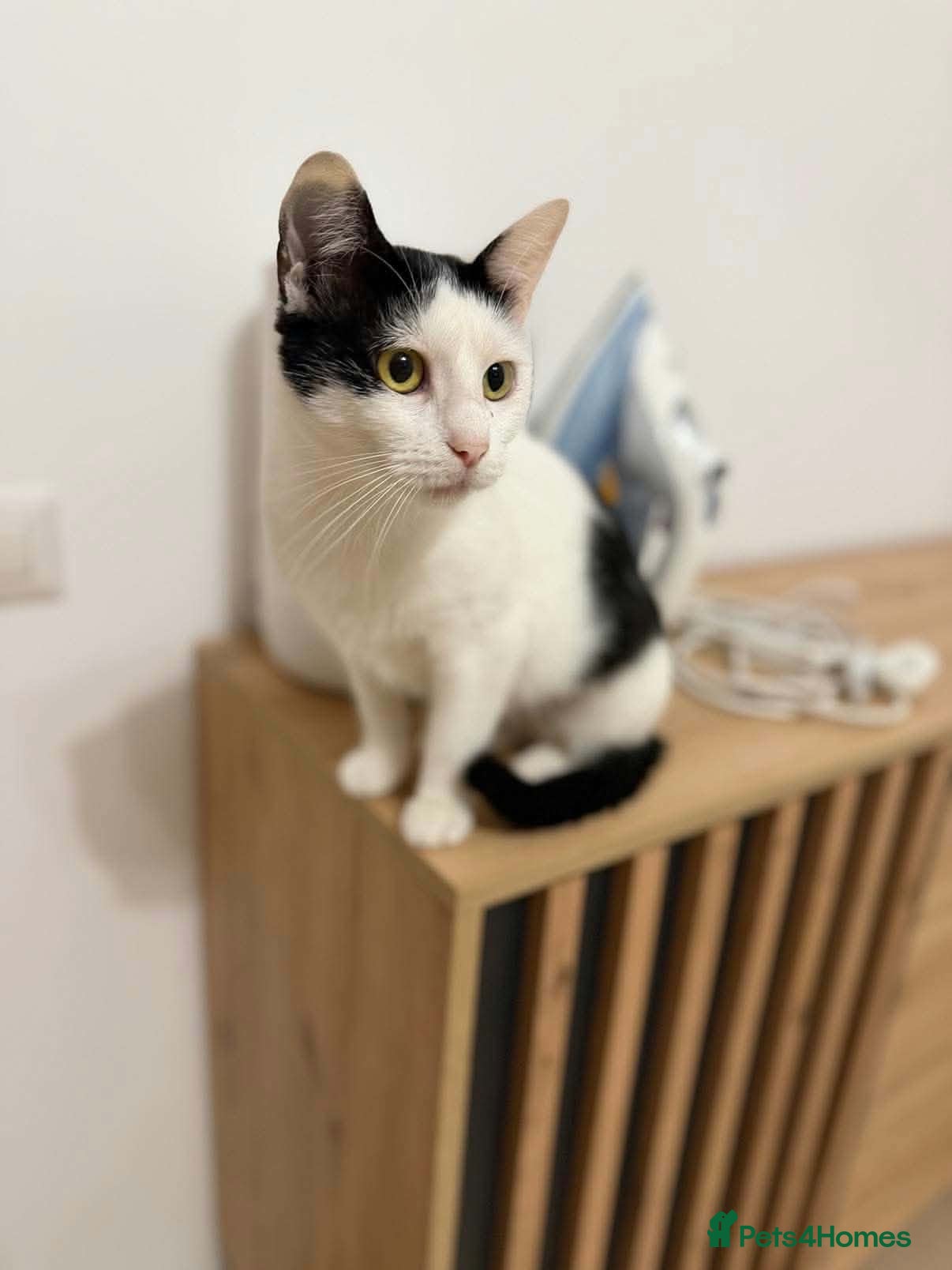 Mixed Breed cats Lucy - Norwich Norfolk  - Advert 2