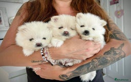 Pomeranian dogs for sale: Adorable White Teddy-Bear Pom Puppies! - Image 3