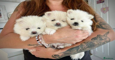 Pomeranian dogs - Advert 3