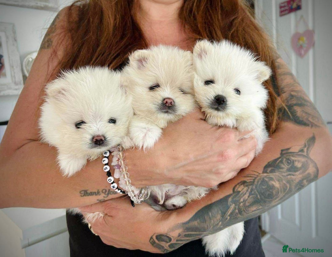 Pomeranian dogs for sale: Adorable White Teddy-Bear Pom Puppies! - Image 3