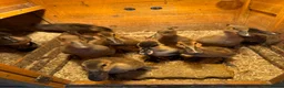 Ducks poultry for sale: Ducklings - Advert 9