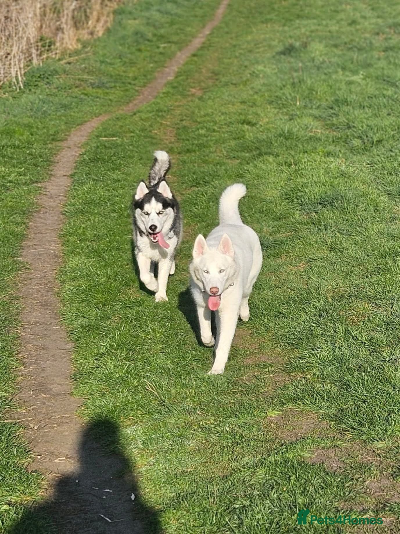 Siberian Husky dogs Please read advert! 2 huskies in need of a home  - Advert 16