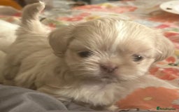 Shih Tzu dogs for sale: Lavender White Imperial Shih Tzu Puppies - Image 34