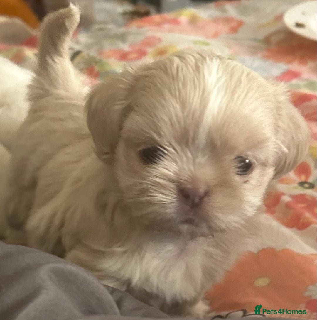 Shih Tzu dogs for sale: Lavender White Imperial Shih Tzu Puppies - Image 34