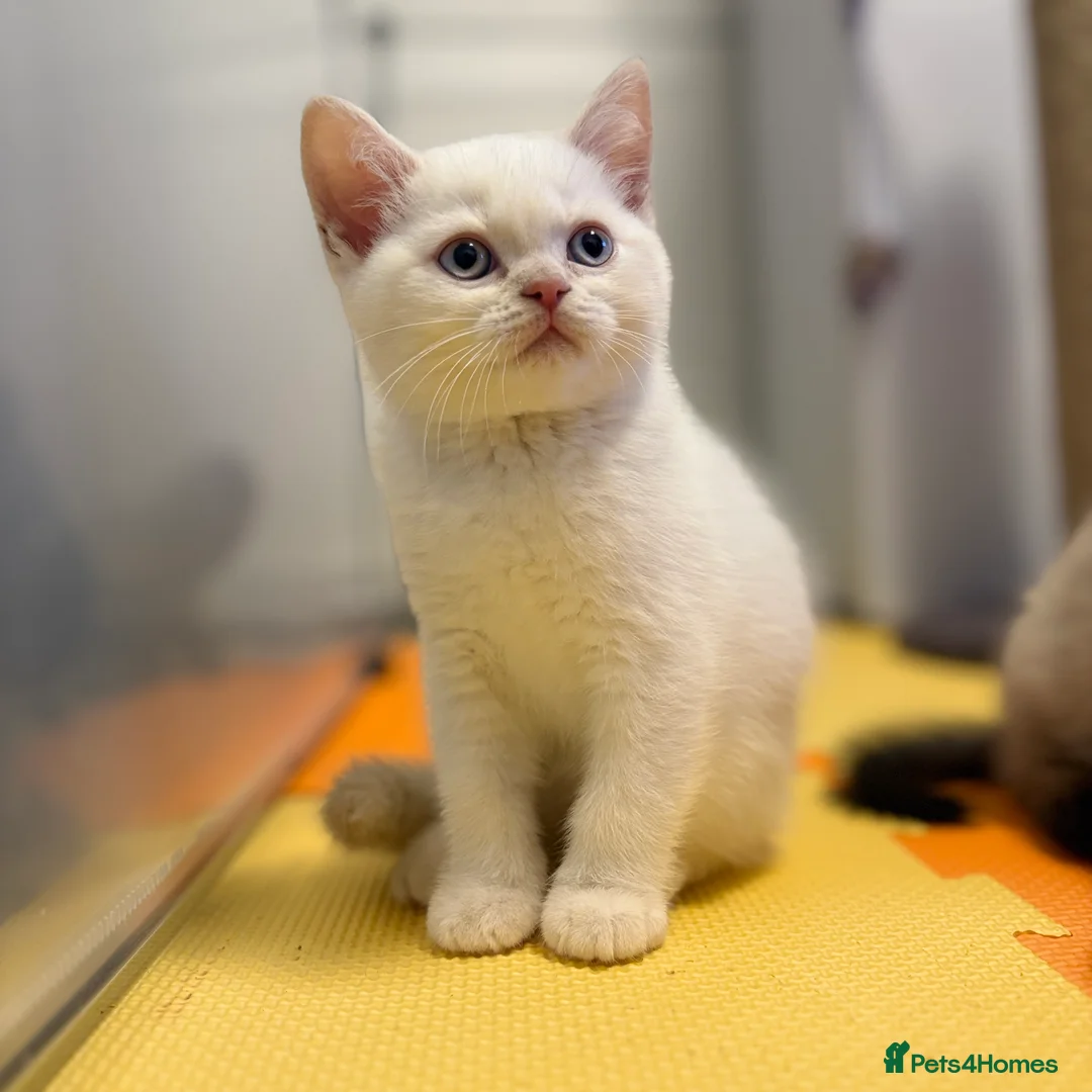 British Shorthair cats for sale: Stunning BSH Colourpoint Kitten GCCF Registered - Advert 4
