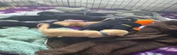 Labrador Retriever dogs for sale: KC registered Labrador Retriever puppies - Advert 20
