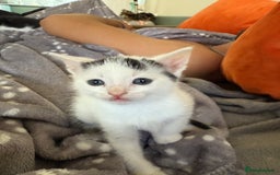 Domestic Shorthair cats for sale: KITTENS READY FOR COLLECTION - Image 6