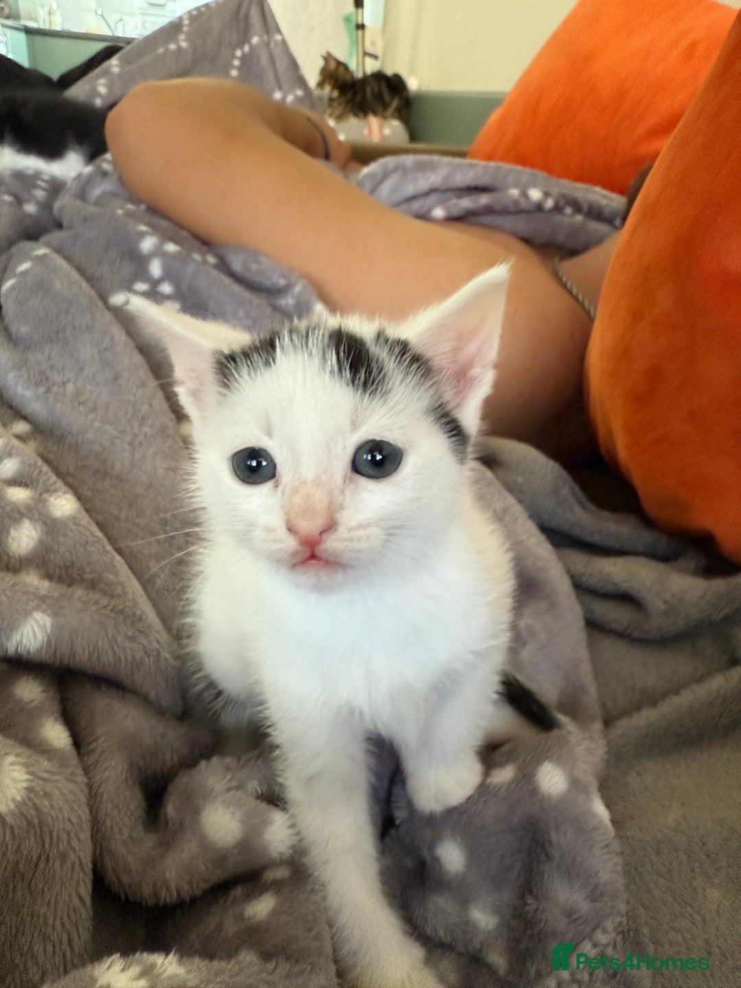 Domestic Shorthair cats for sale: KITTENS READY FOR COLLECTION - Image 6