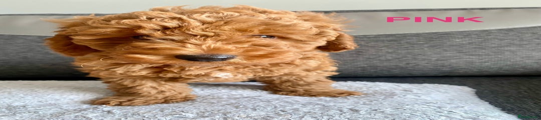 Cockapoo Puppy 1