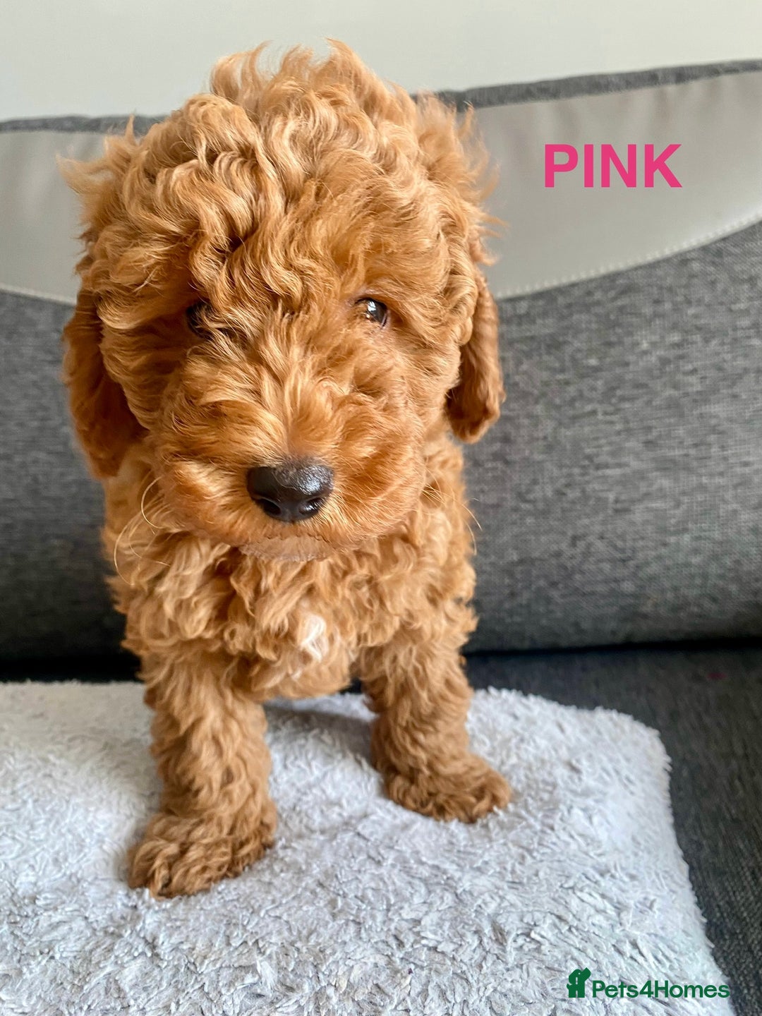 Cockapoo dogs for sale: Beautiful cockpoo boys for sale!! - Image 4