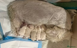 Poochon dogs for sale: Beautiful Poochon Puppies – Ready for Viewing - Image 24