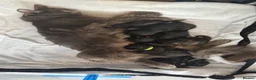 Mixed Breed cats for sale: 6 beautiful, playful, healthy long haired kittens  in Newport - Advert 2