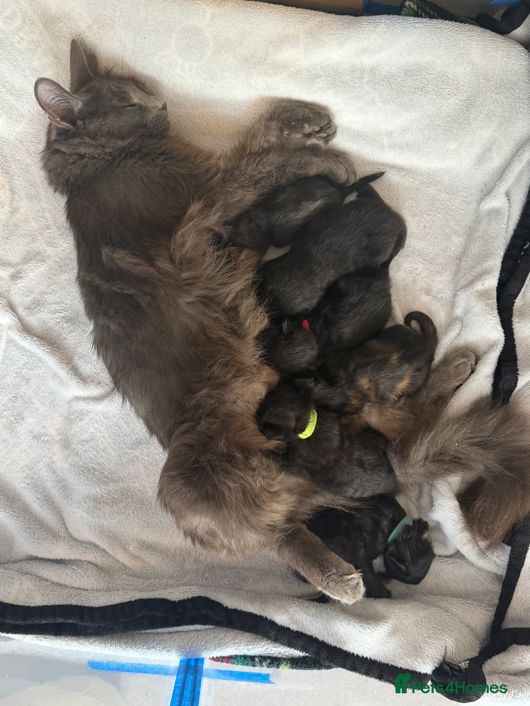 Mixed Breed cats for sale: 6 beautiful, playful, healthy long haired kittens  in Newport - Advert 2