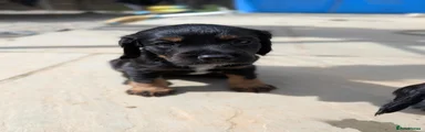 Cocker Spaniel 1