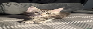 Maine Coon Kitten 4 (Stormie)