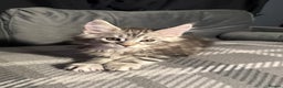 Maine Coon cats for sale: 5 Stunning GCCF Maine Coon Kittens  - Advert 12