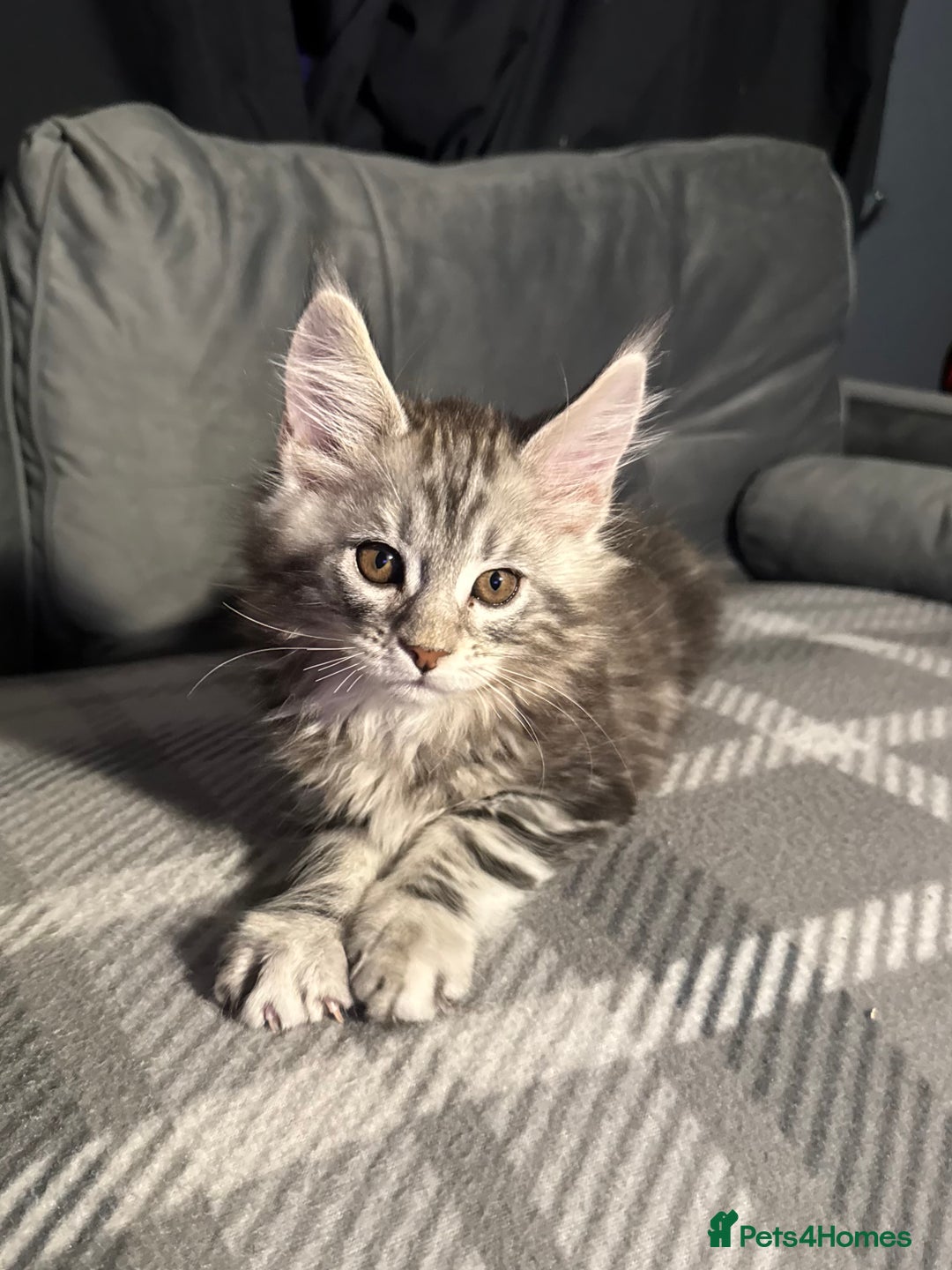 Maine Coon cats for sale: 5 Stunning GCCF Maine Coon Kittens  - Advert 12