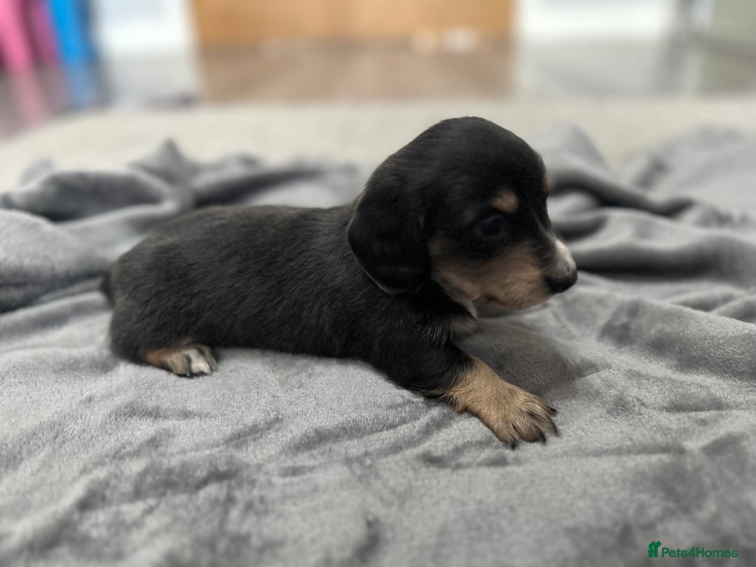 Miniature Dachshund dogs for sale: Long haired miniature dachshund  - Image 8