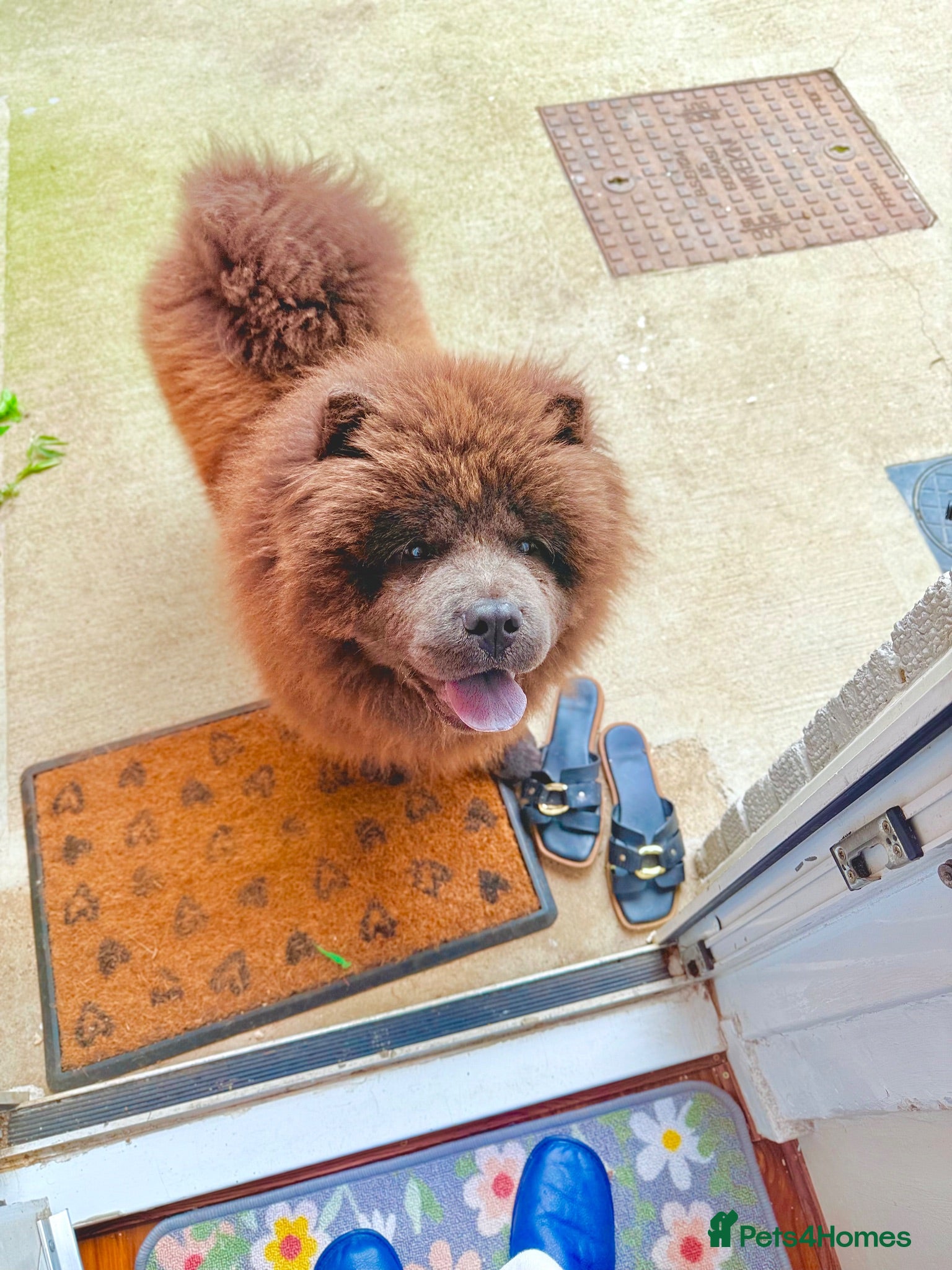 Chow Chow dogs Pluto - Advert 15