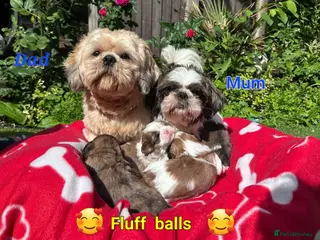 Shih Tzu dogs 💞 QUALITY STANDARD SHIH TZU 💞 - Advert 15