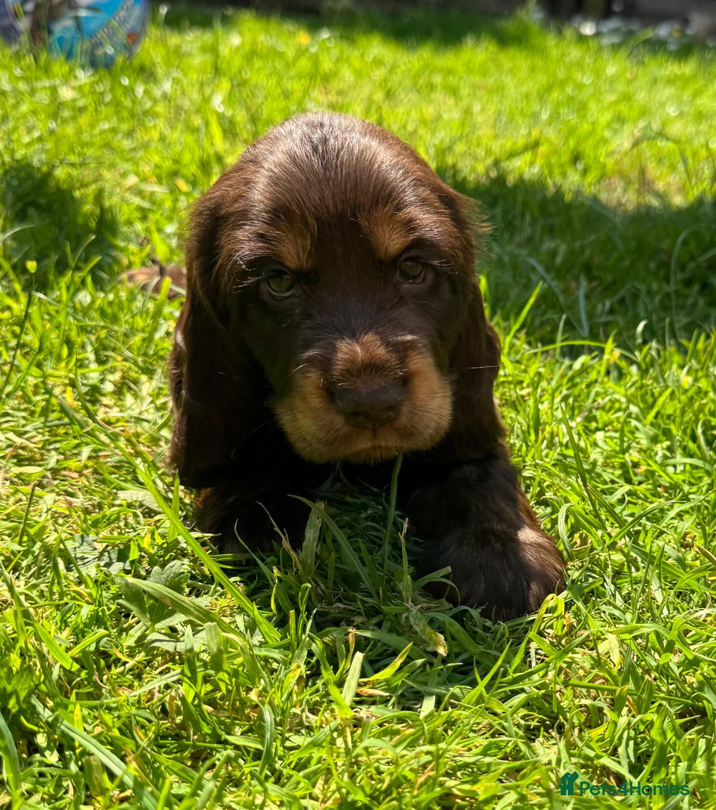 Cocker Spaniel dogs Quality Simbawood Lines TRUE Show Type Cockers  - Advert 2