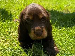 Cocker Spaniel dogs Quality Simbawood Lines TRUE Show Type Cockers - Advert 4