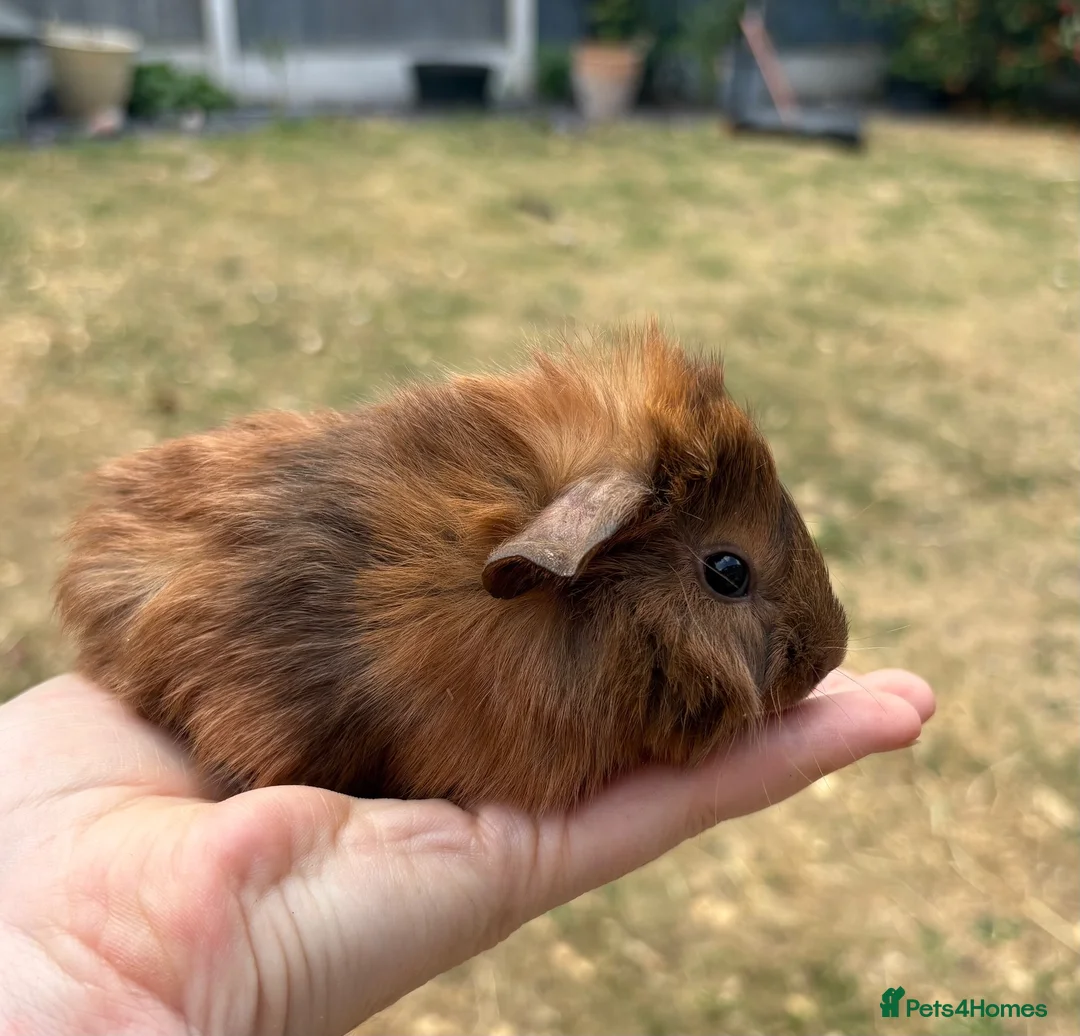 Guinea Pig rodents for sale: Beautiful baby guinea pigs. Funky, roan & crested - Advert 7