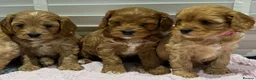Cavapoo dogs for sale: F1 cavapoo in Gravesend - Advert 13