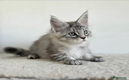 Maine Coon cats for sale: Maine Coon Magic – 3 Stunning Boy Kittens - Image 2