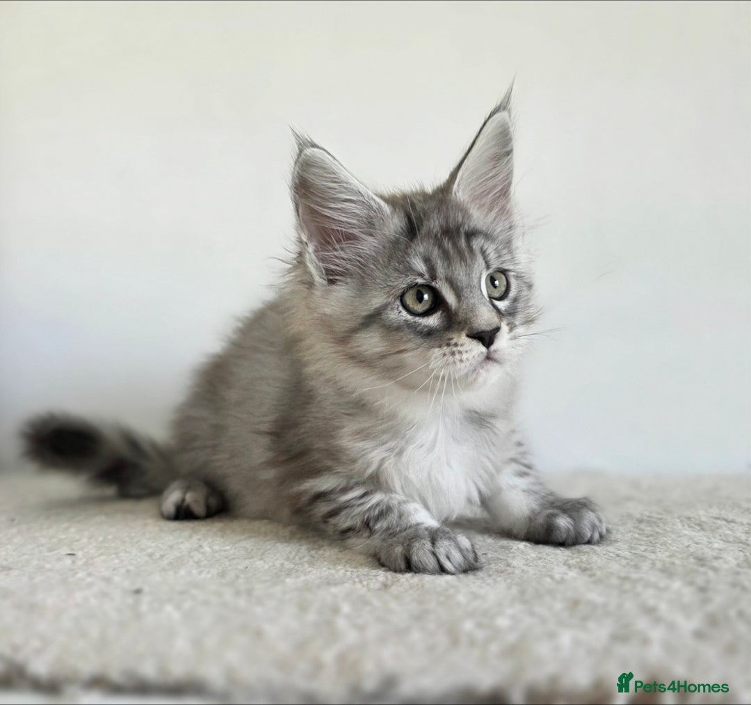 Maine Coon cats for sale: Maine Coon Magic – 3 Stunning Boy Kittens - Image 2