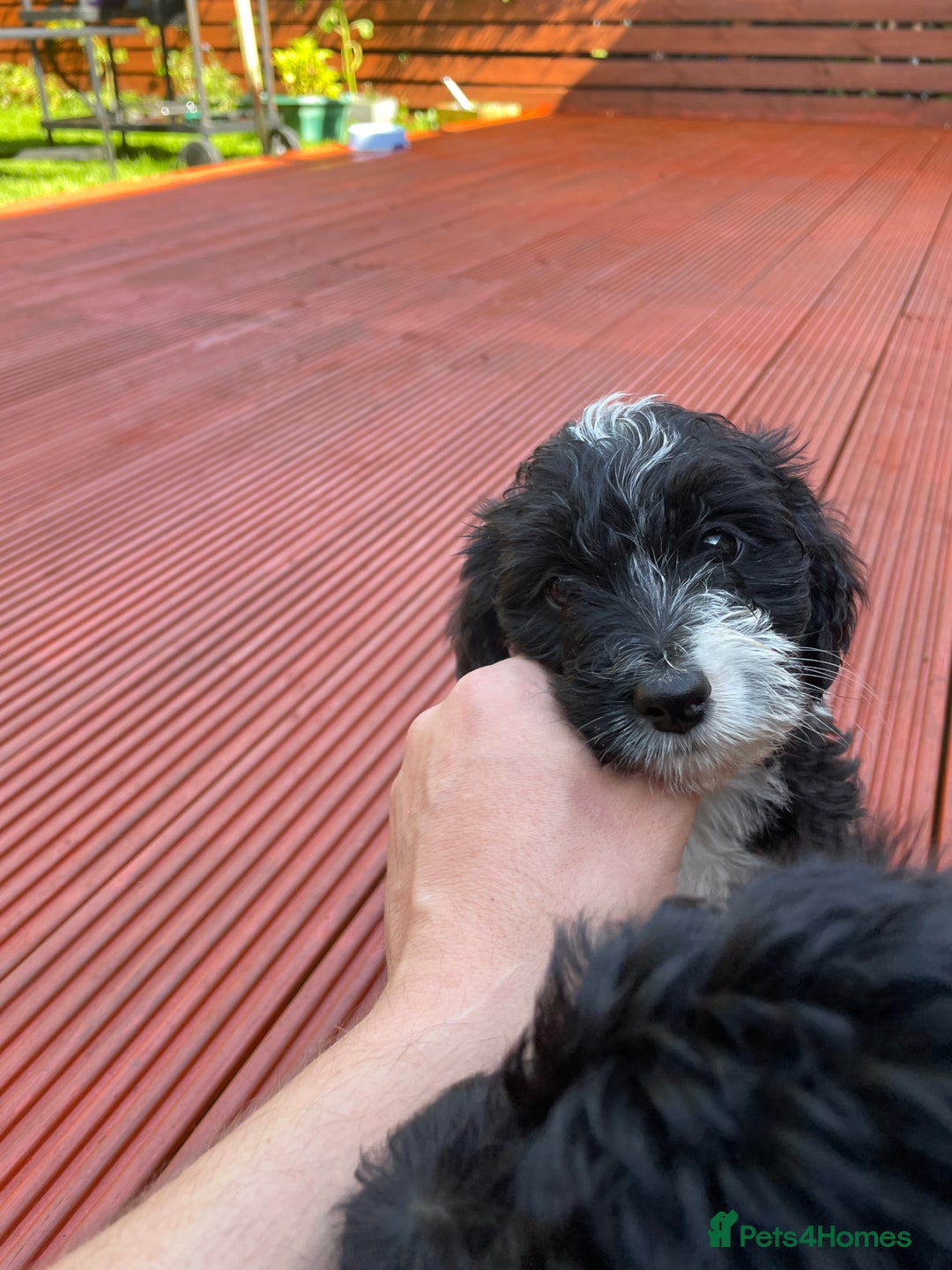 Toy Poodle dogs for stud: Beautiful, proven toy poodle for stud - Advert 9