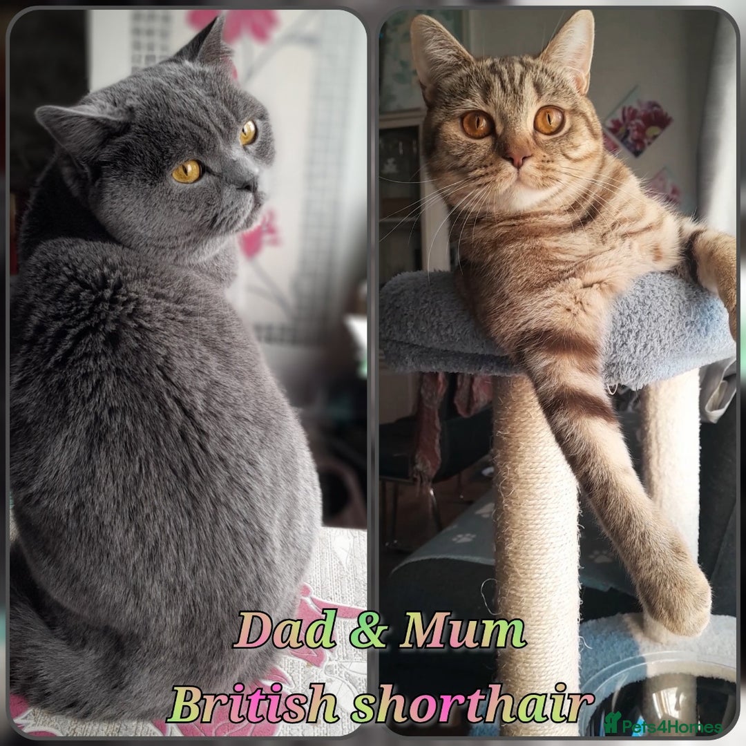 British Shorthair cats for sale: British kittens  - Advert 8