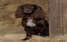 Cocker Spaniel dogs for sale: Working Cocker Spaniel Puppies - Image 6