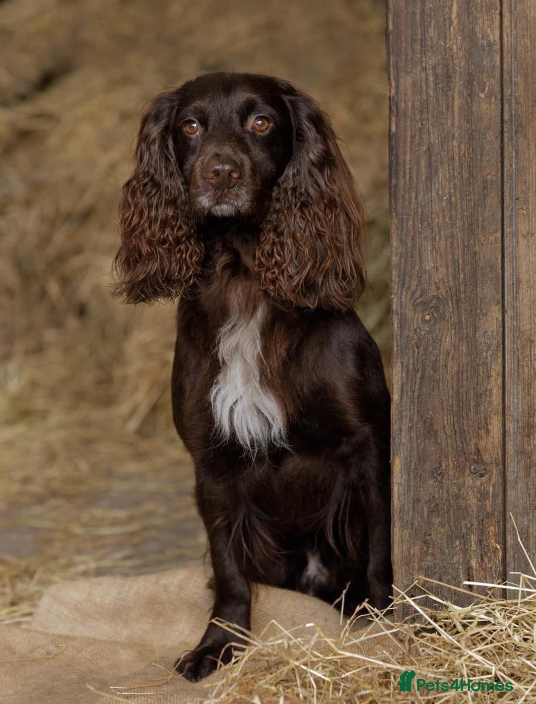 Cocker Spaniel dogs for sale: Working Cocker Spaniel Puppies - Image 6