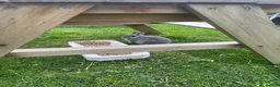 Netherland Dwarf rabbits for sale: Two Netherland dwarf Does - Advert 1